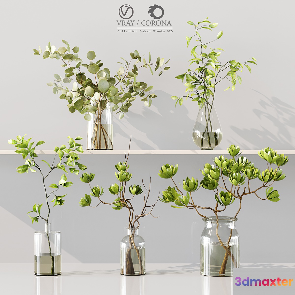 Collection Indoor Plants 025