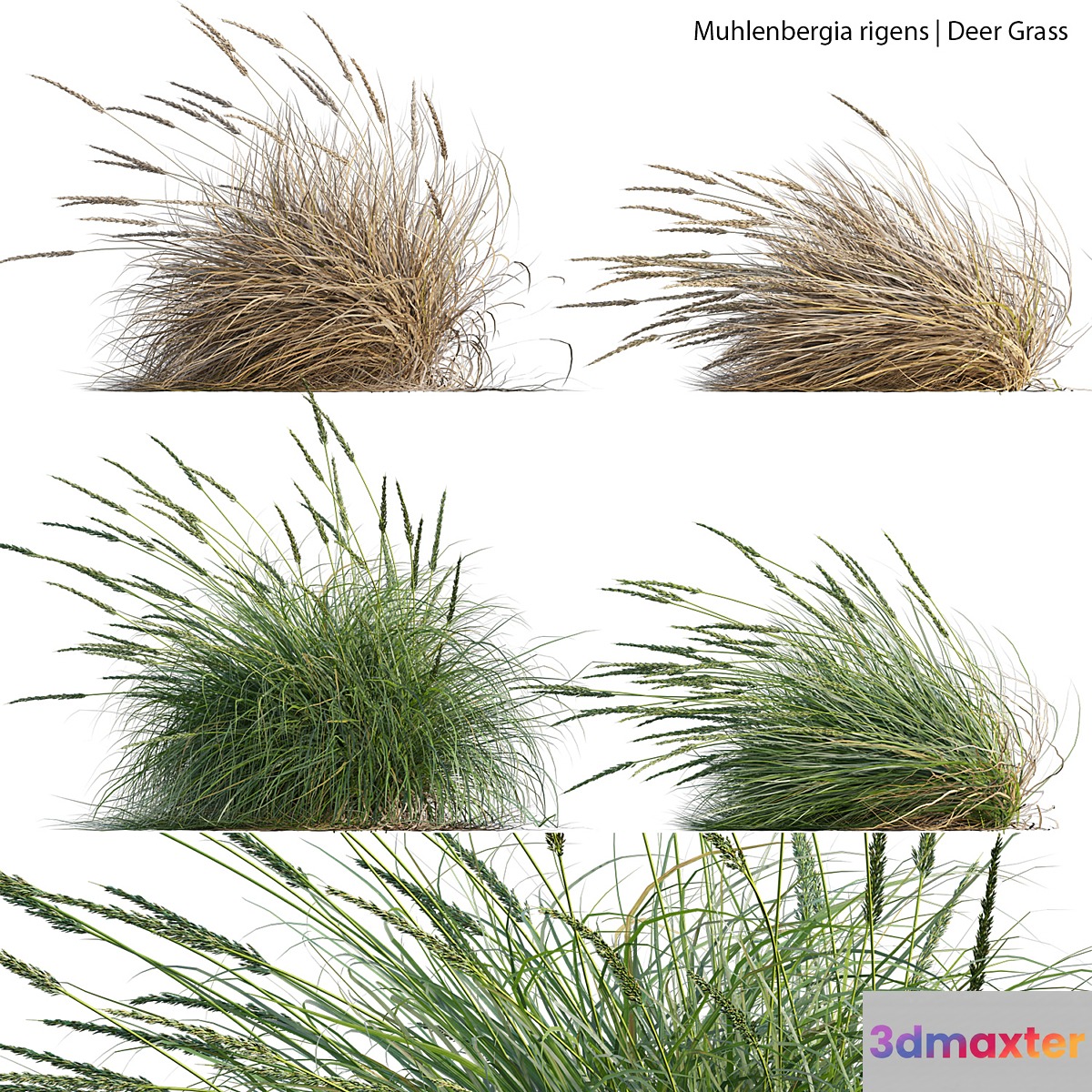 Muhlenbergia rigens - Deer Grass 02