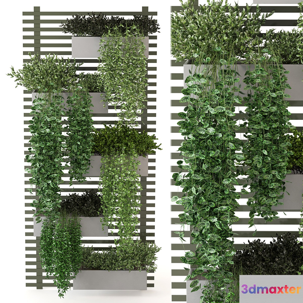 Indoor Plants Collection - Set 393 - No.2