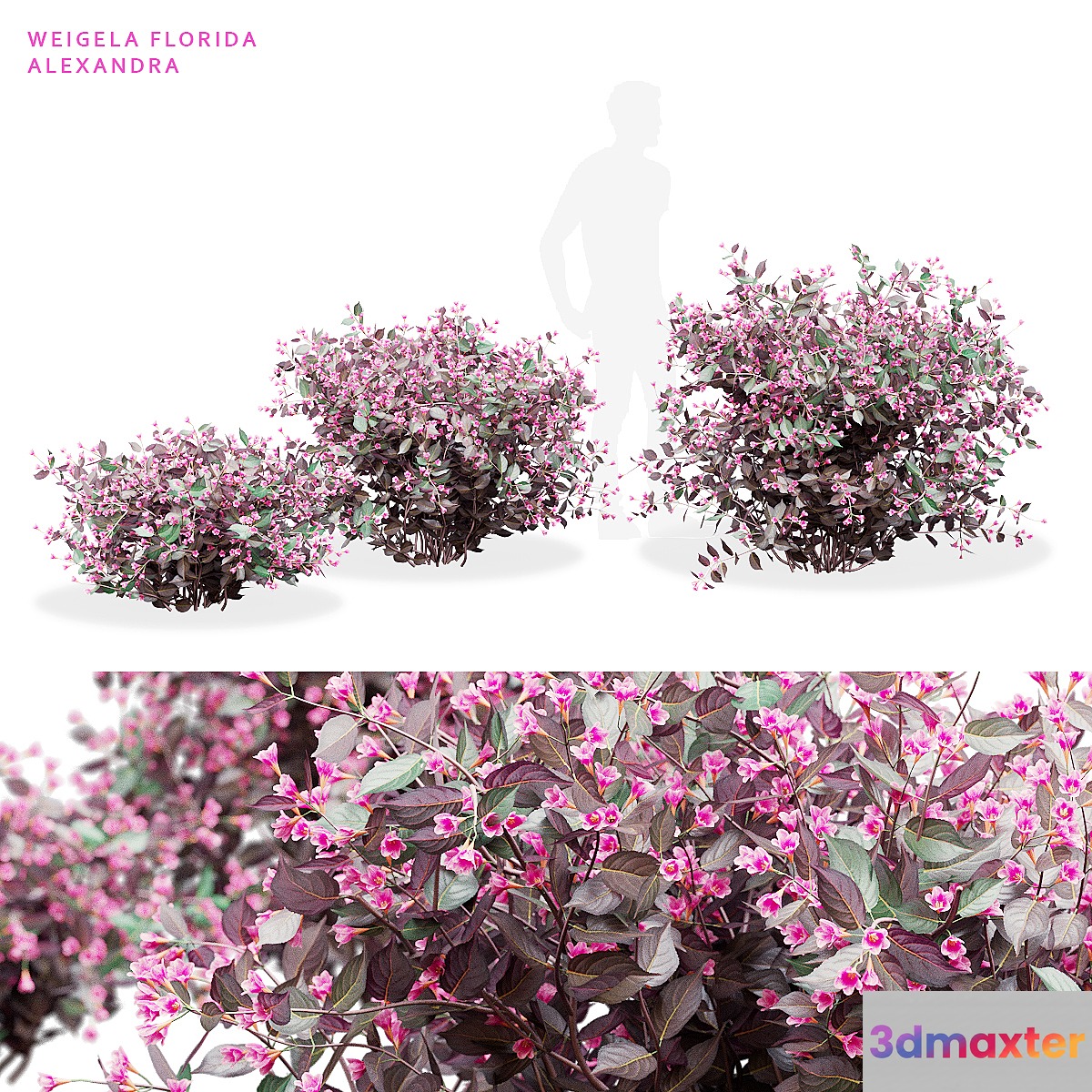 Weigela blooming 3 bush | Weigela florida Alexandra 3D Max