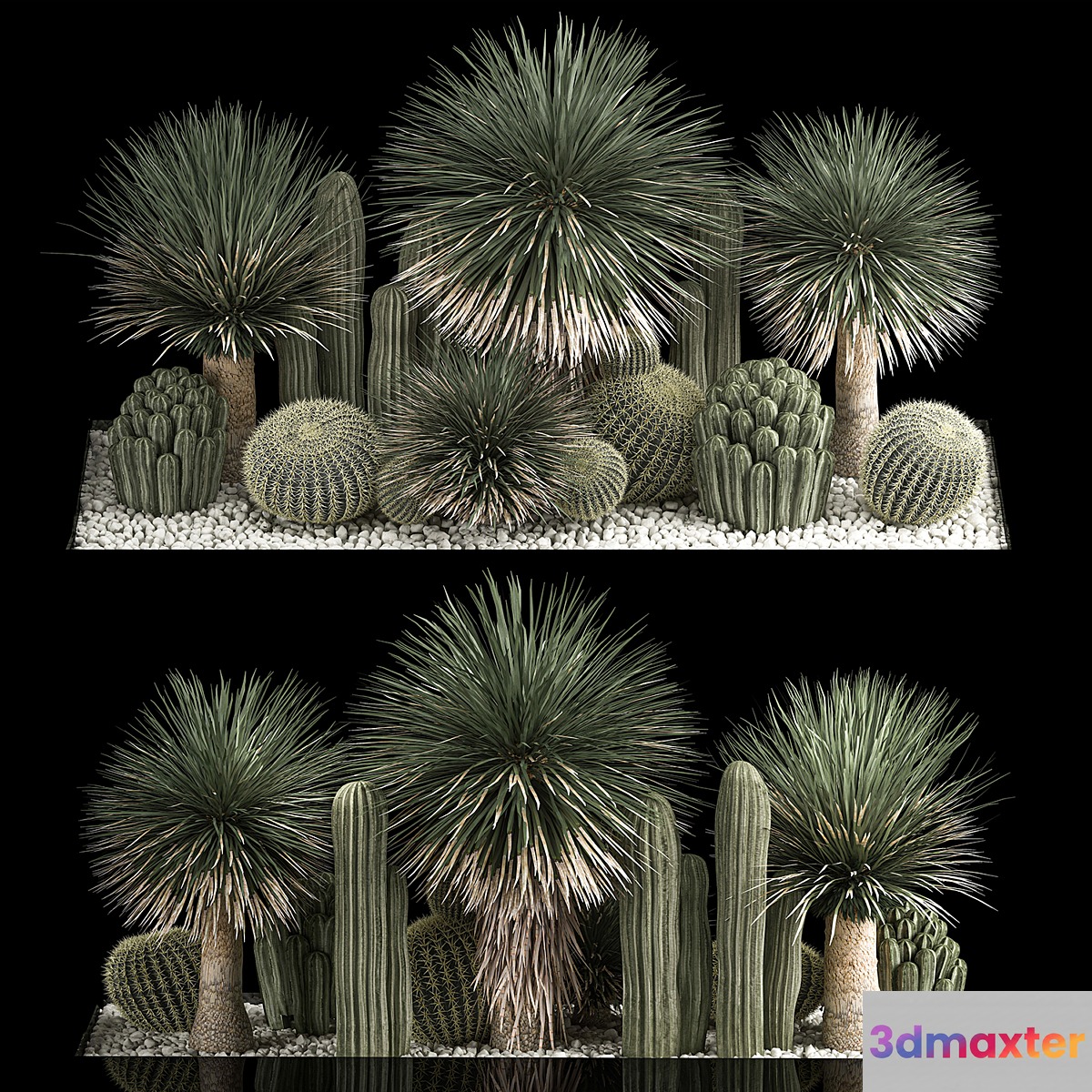 Plant collection 1116. Desert Plants Gravel Yucca Dracaena Pebble Cactus Garden Cereus Round Cactus Landscaping Barrel cactus
