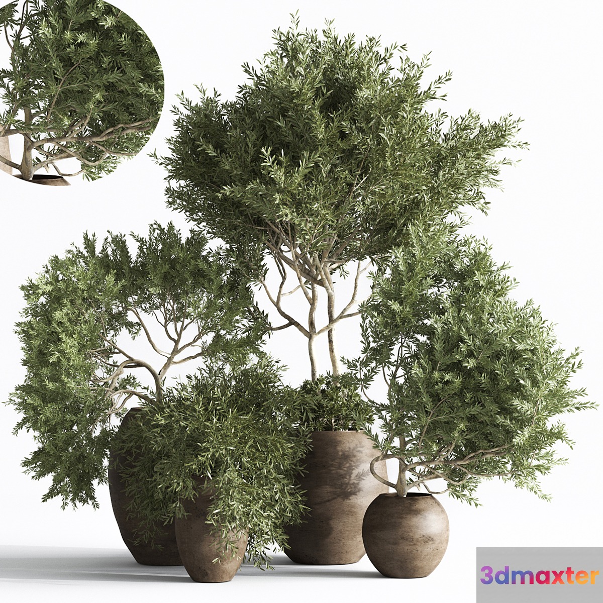 plant indoor015