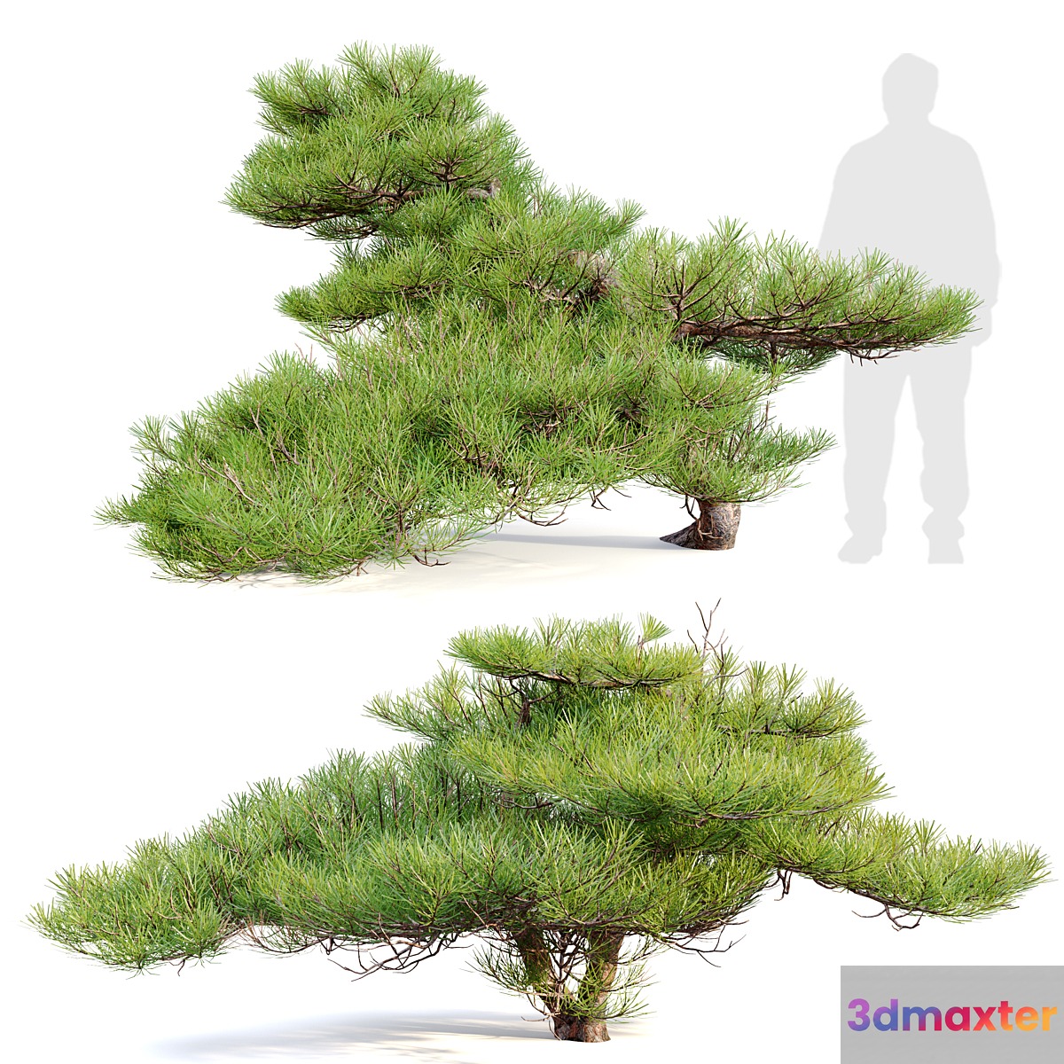 Pinus Pentaphylla 02 3D Max