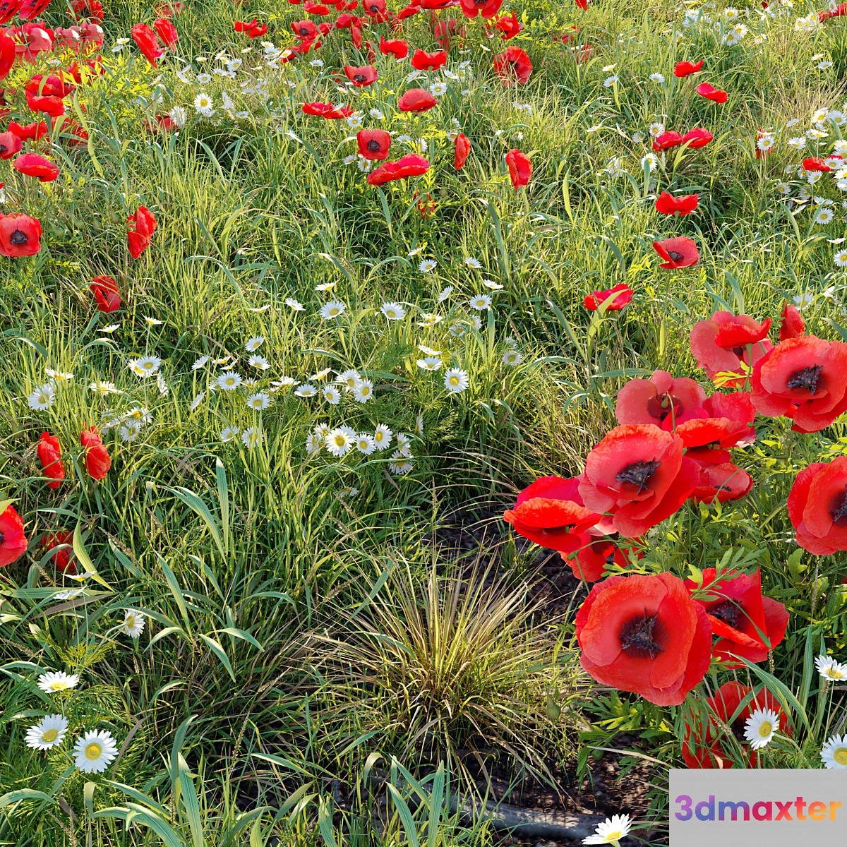 Poppy flower field 3D Max