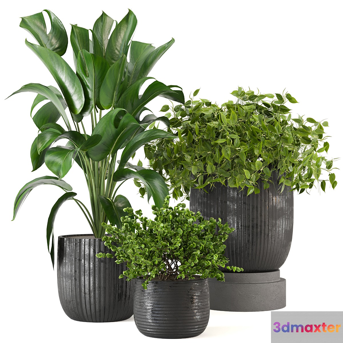 Indoor Plants Collection - Set 409 3D Max