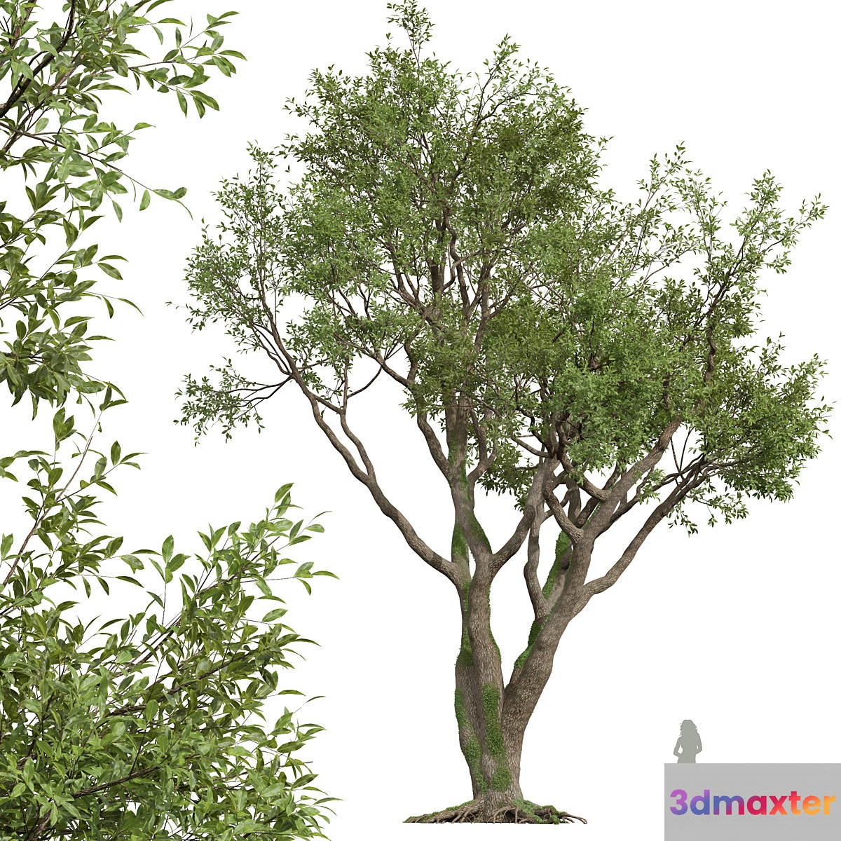 New Plant High detail Angel Oak Live Tree