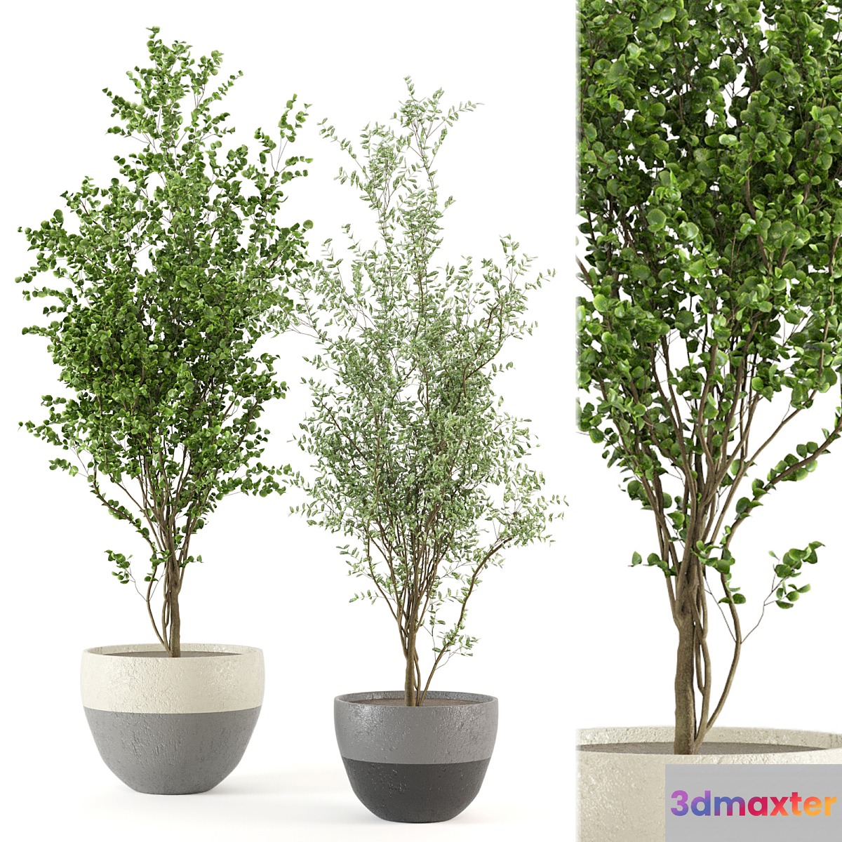Indoor Plants Collection - Set 411