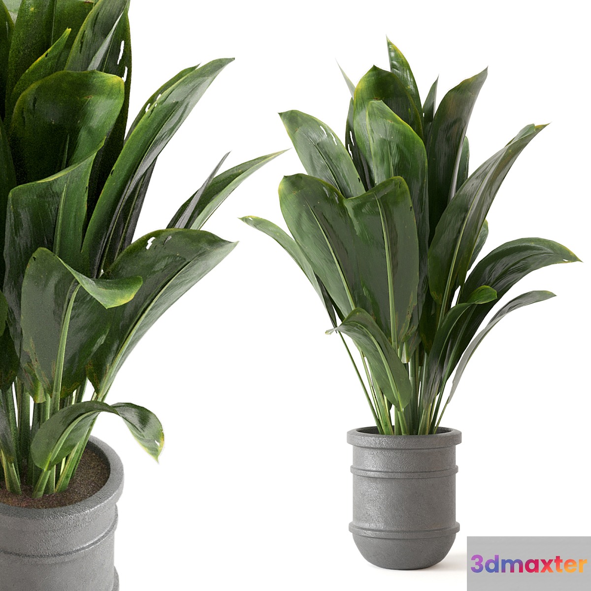 Indoor Plants Collection - Set 412 - No.2