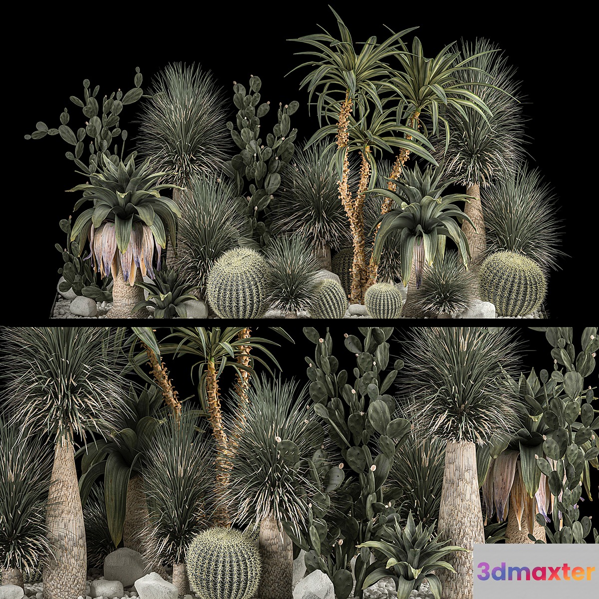 Collection of tropical plants of the desert 1117. cactus yucca prickly pear thickets bushes garden dracaena