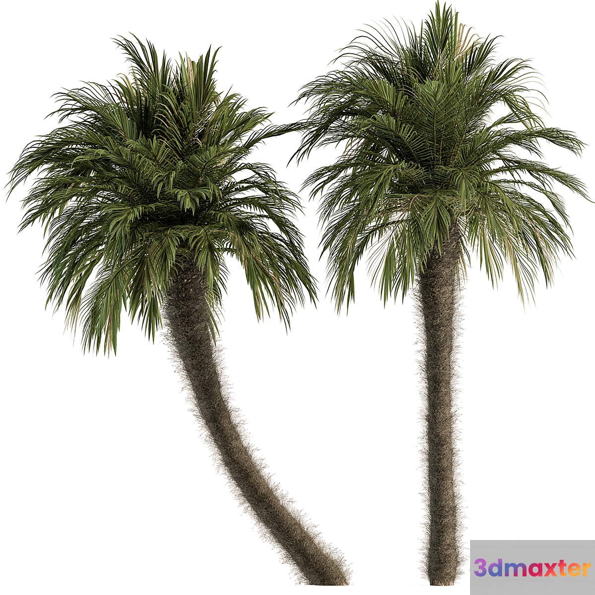 Big palm Date Tree Fluff Bark - Tree Set 87 3D Max