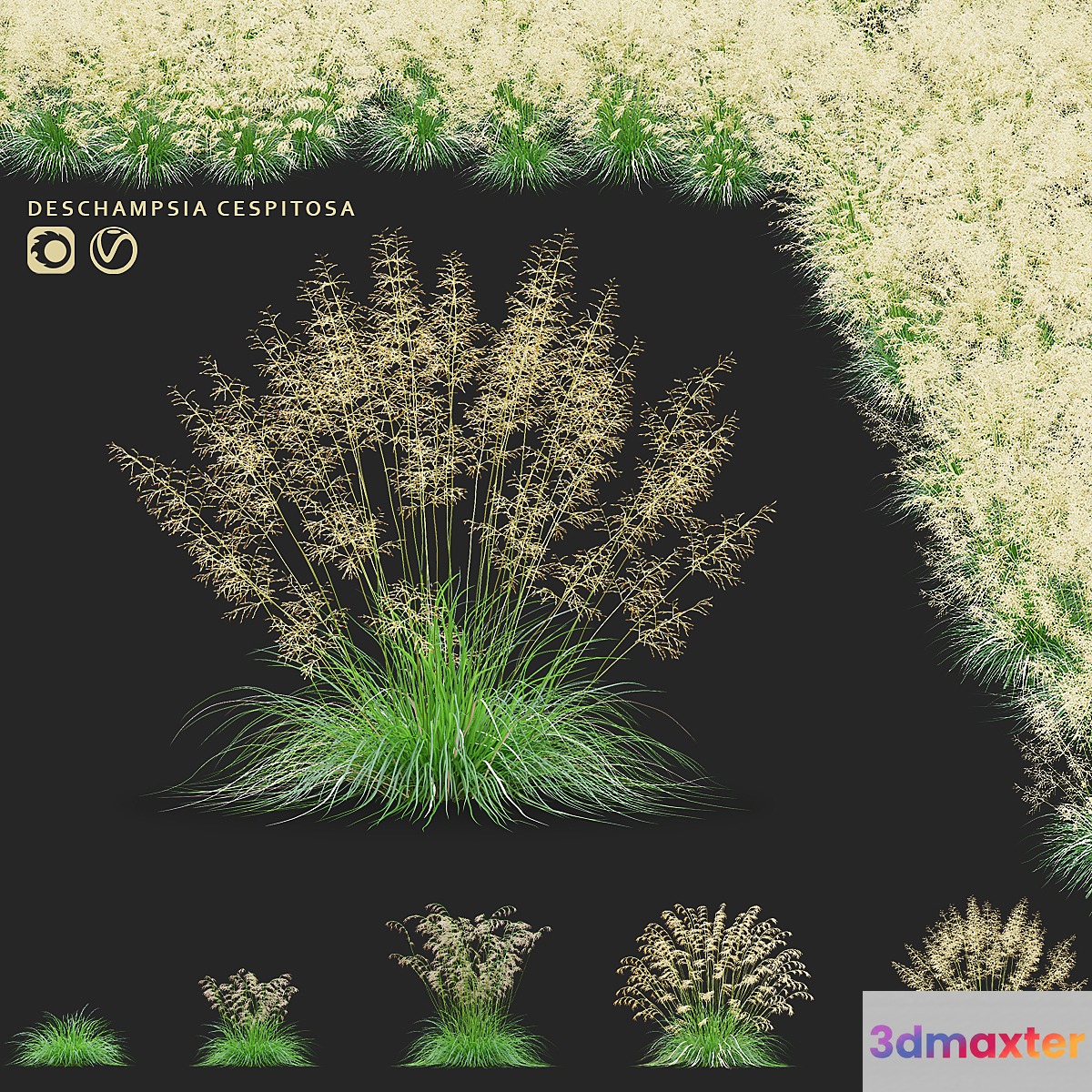 Pike soddy meadow | Deschampsia cespitosa 3D Max