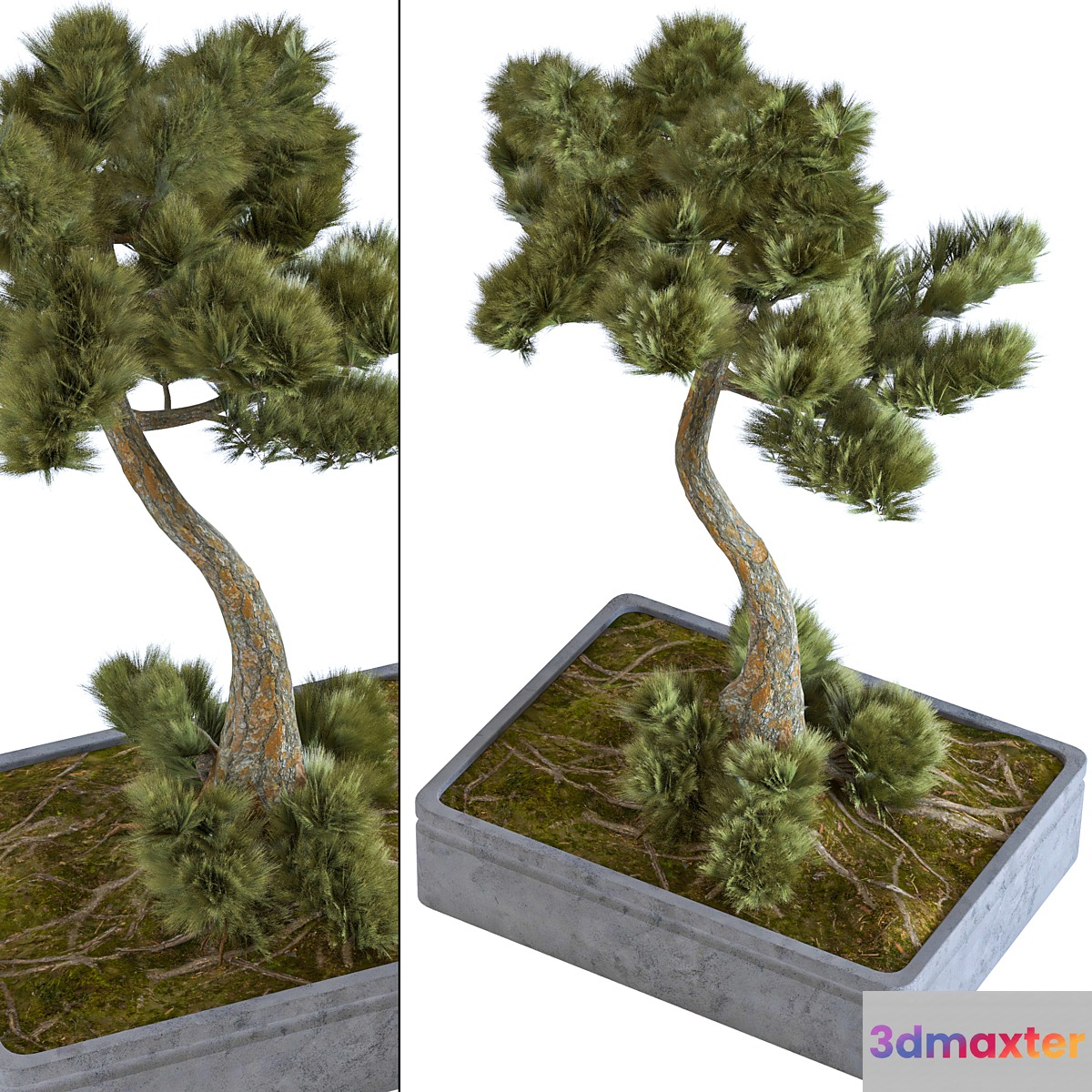 indoor palant decor bonsai vol 08