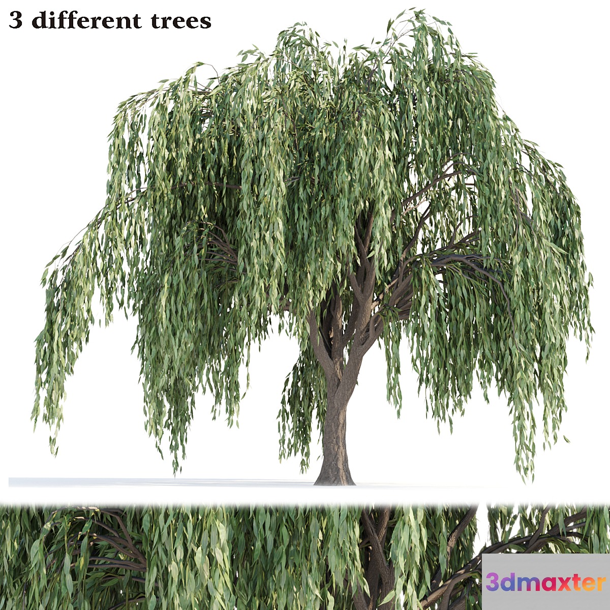 Weeping willow trees collection vol 115 3D Max
