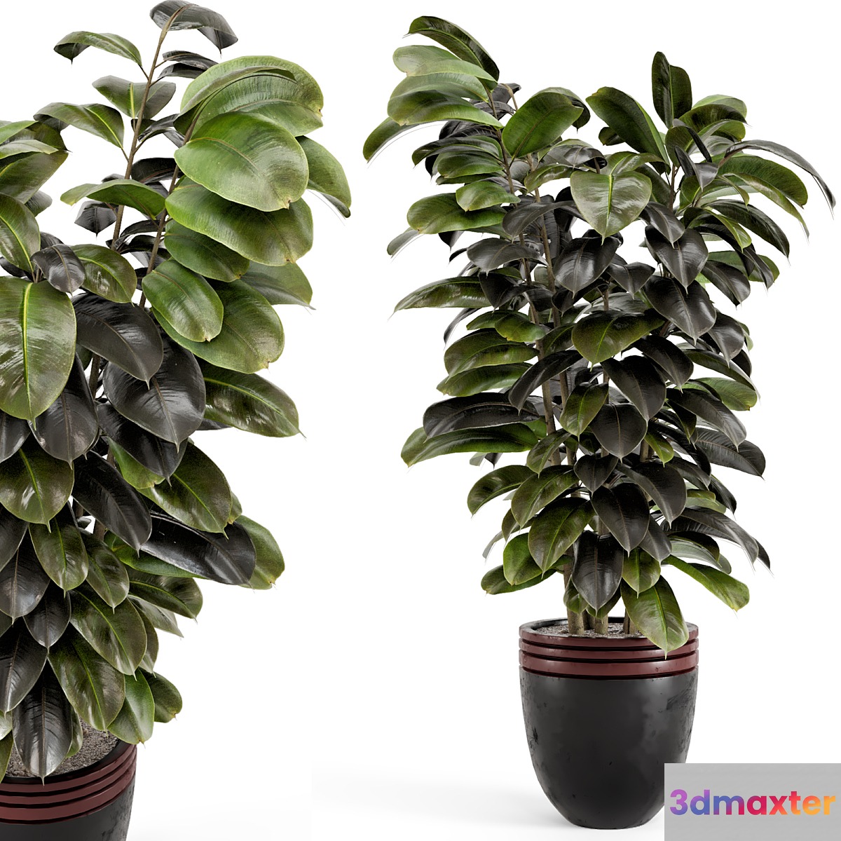 Indoor Plants in rusty Concrete Pot - Set 881