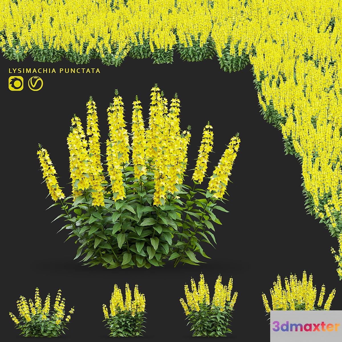 loosestrife dotted flowers | Lysimachia punctata 3D Max