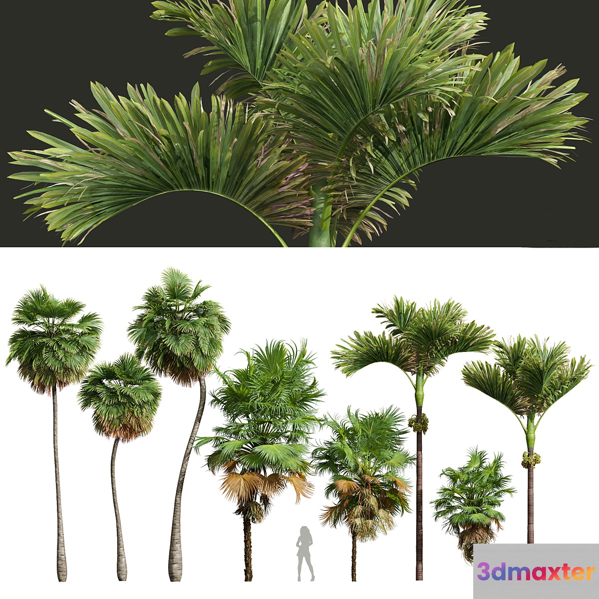 Acoelorrhaphe Wrightii and Borassus Flabellifer and Areca Catechu Decorative Garden Fruit