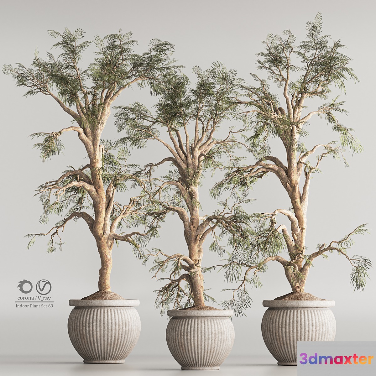 Indoor Plant Set 69 - No.2