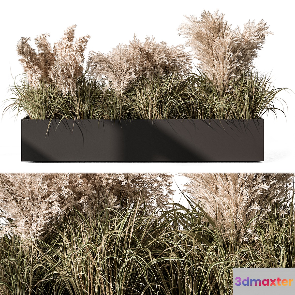 Pampas Plants - Outdoor Plants Set 433 - No.2