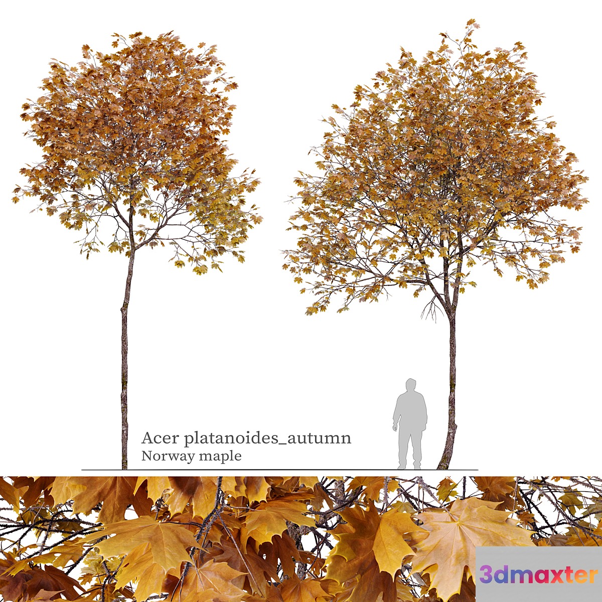 Acer platanoides (autumn) 3D Max