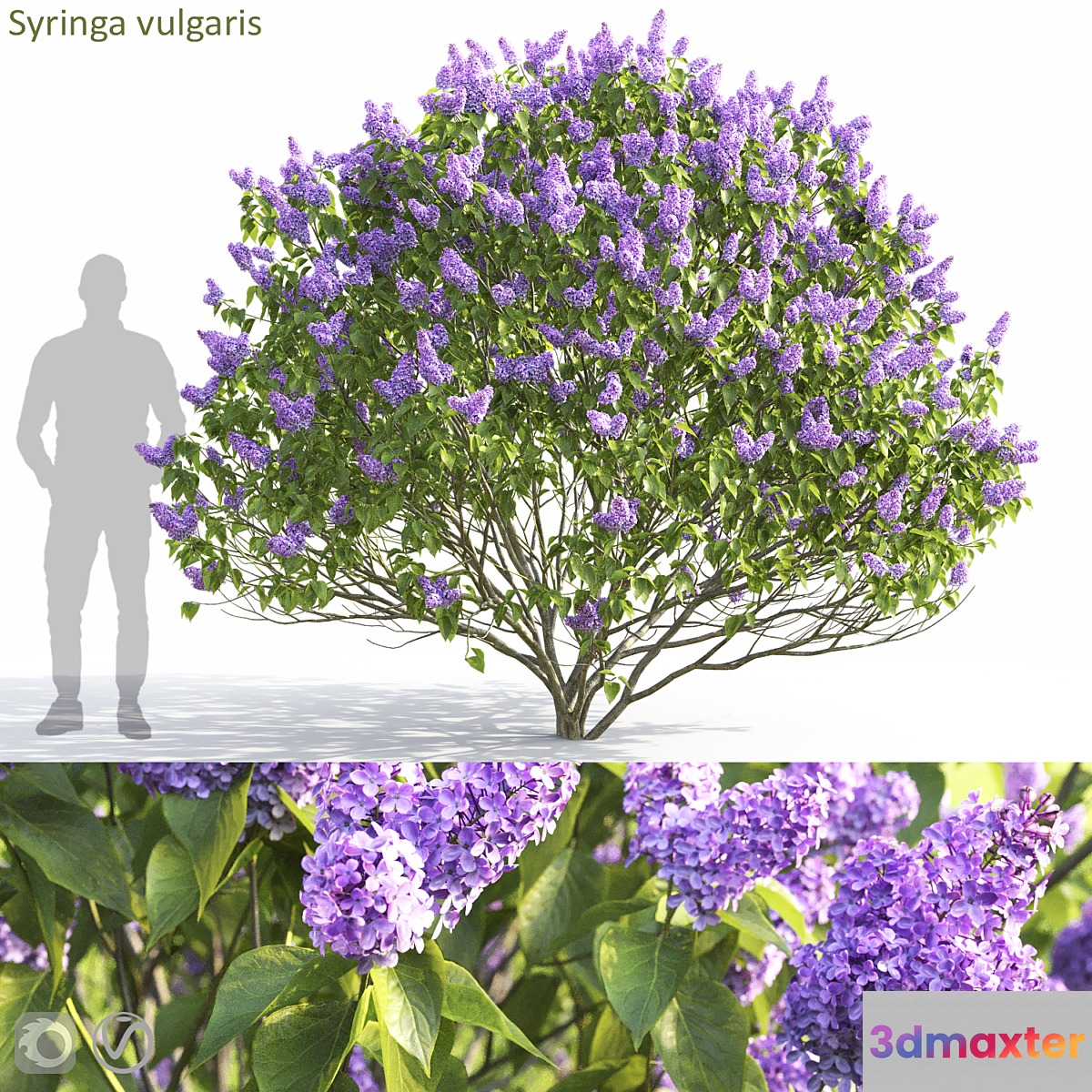 Syringa vulgaris - No.2