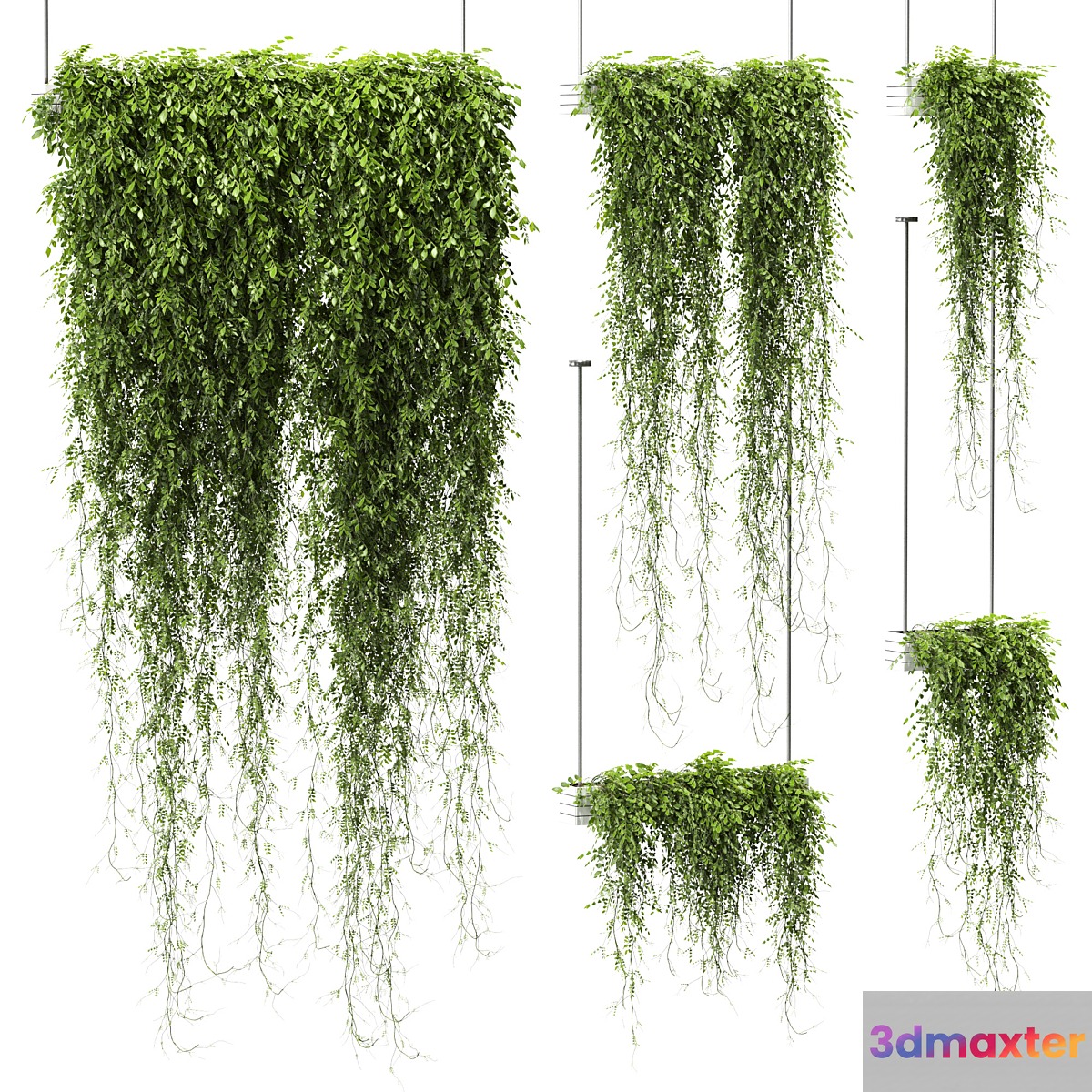 Plants in hanging pots v4. 5 models 3D Max