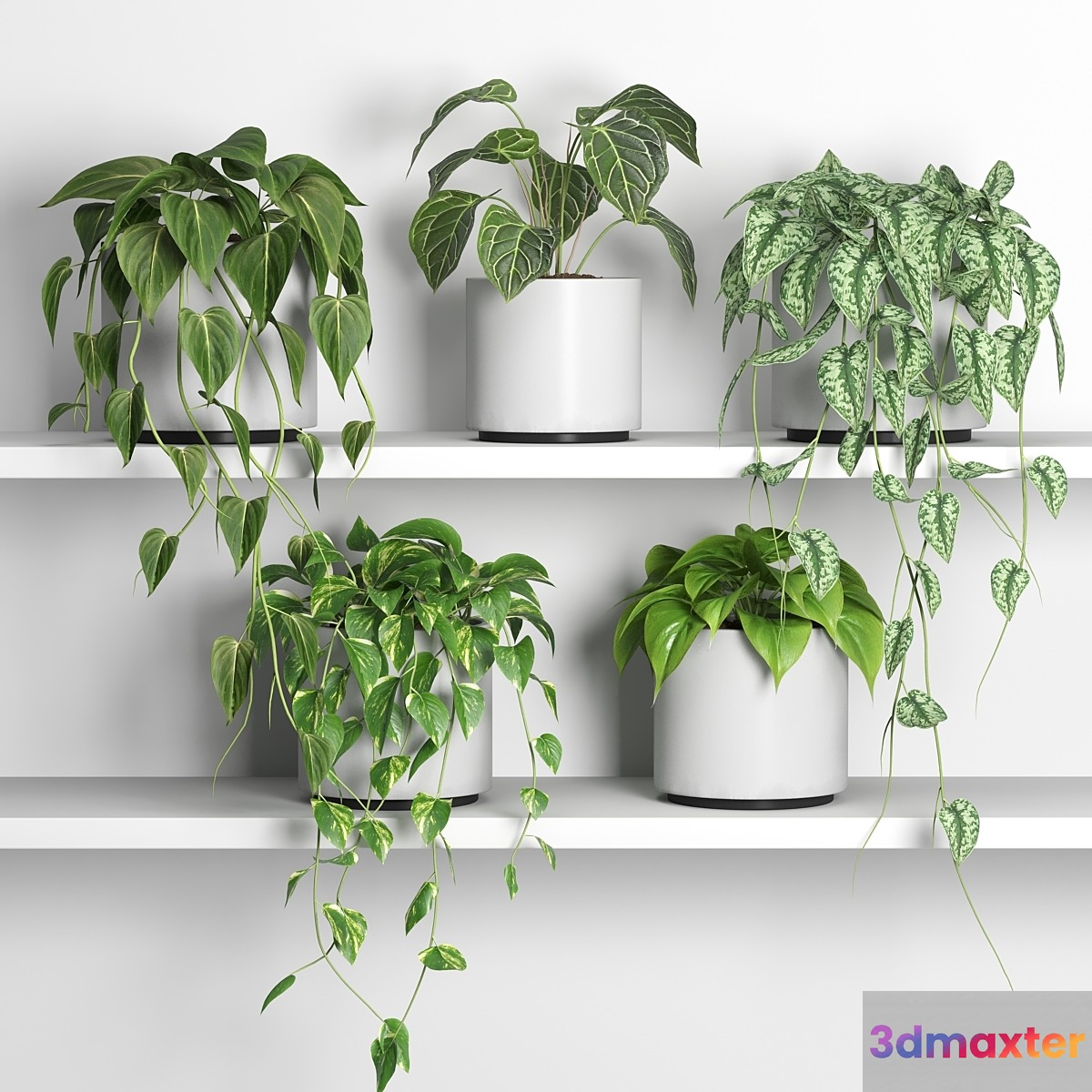 plants on shelf 04