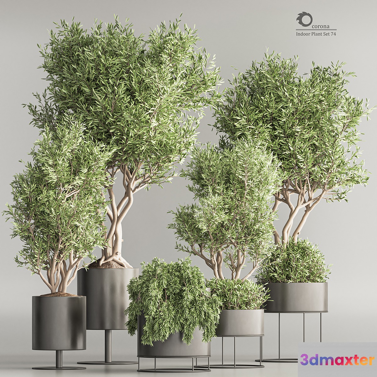Indoor Plant Set 74(Corona) 3D Max