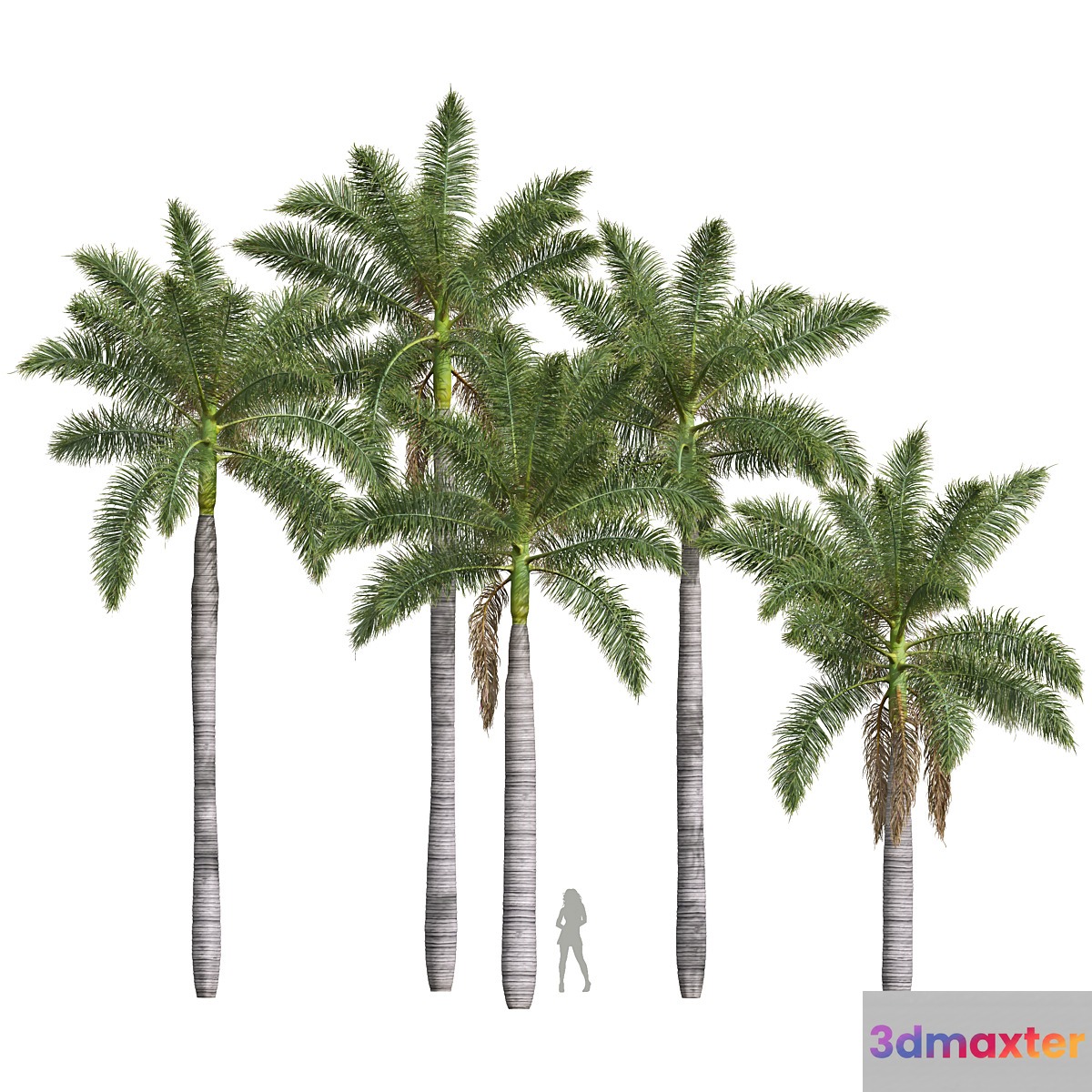 New Plant High detail Roystonea Regia Medium 3D Max