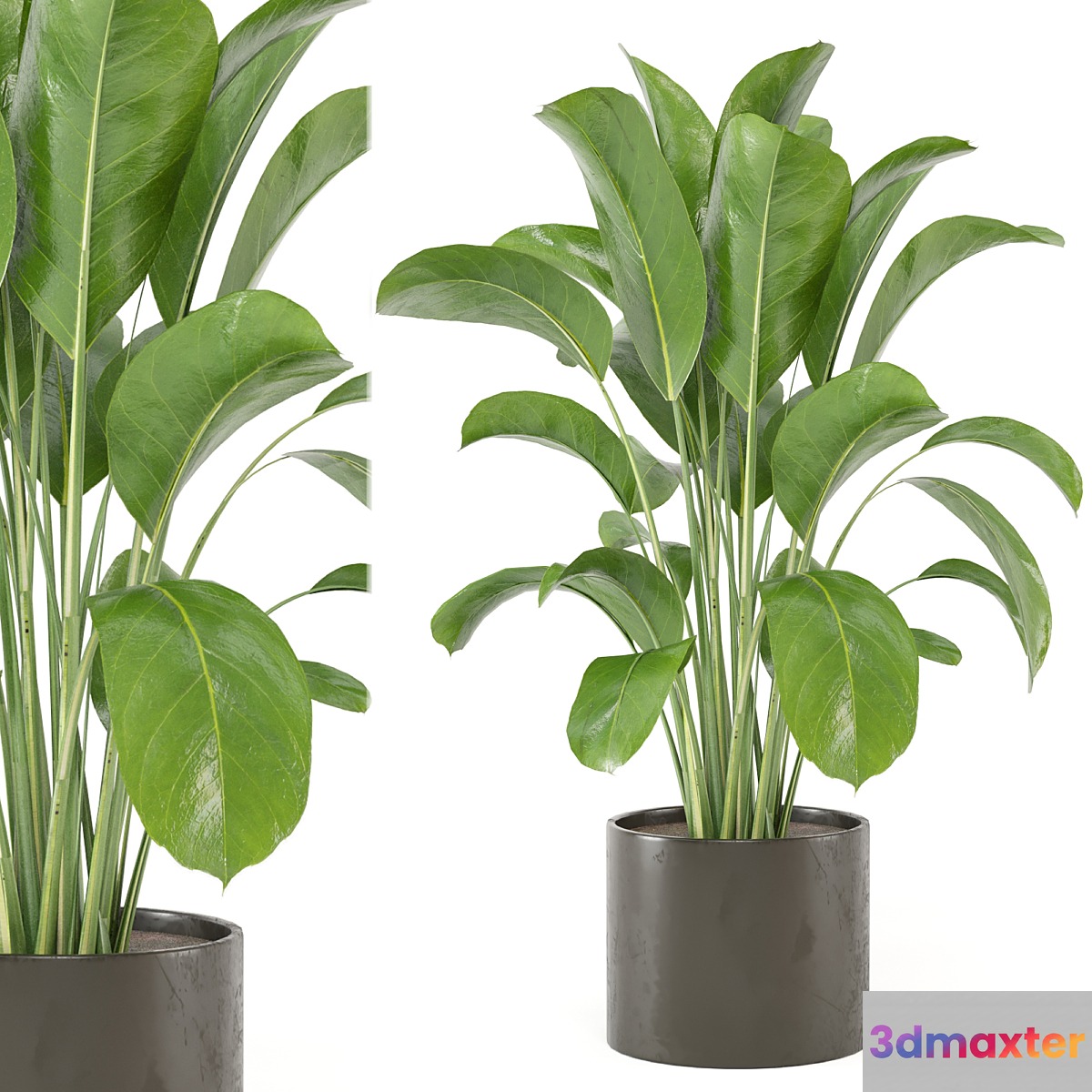 Indoor Plants Collection - Set 455 3D Max