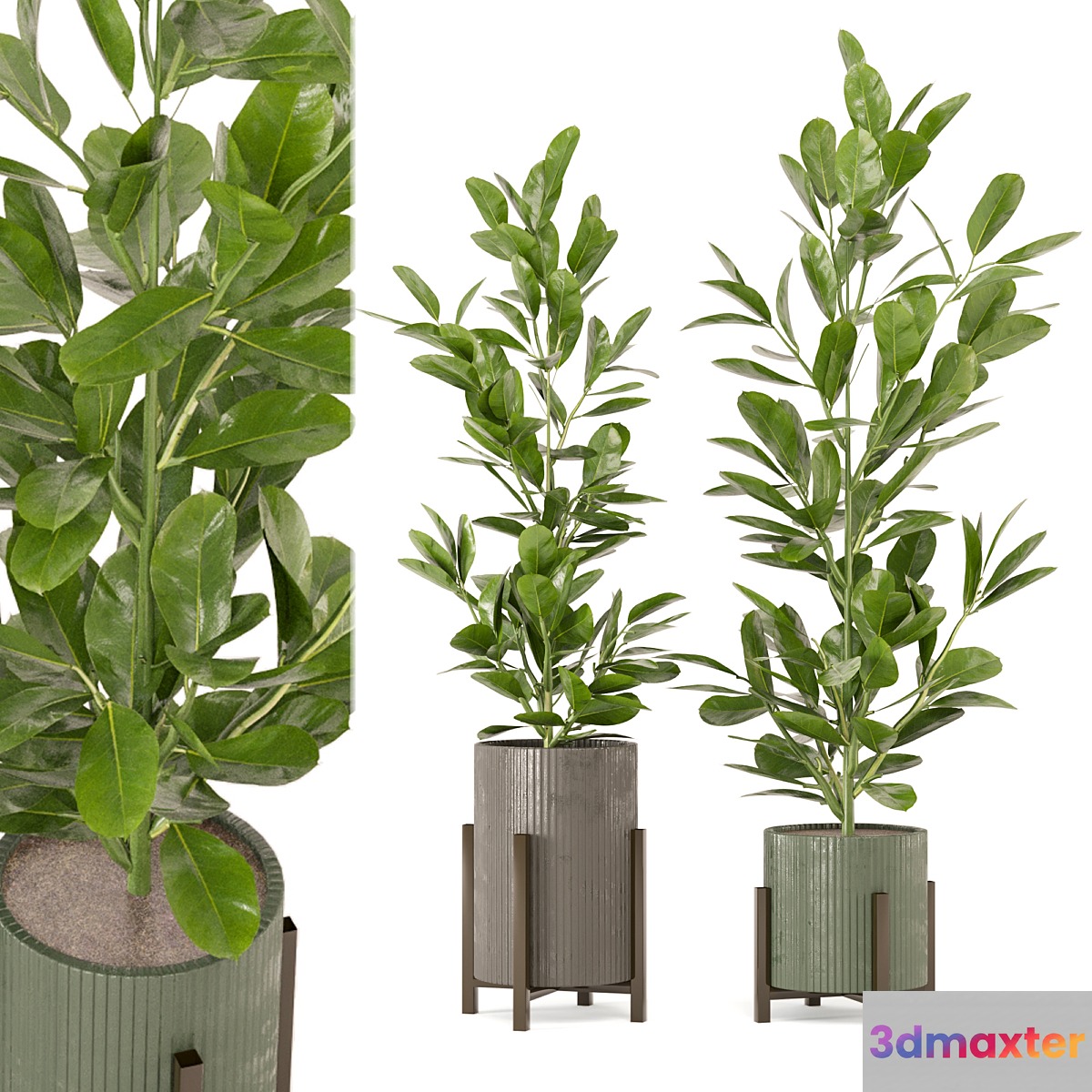 Indoor Plants Collection - Set 462