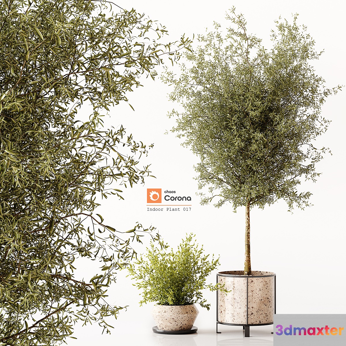 Indoor Plant 017