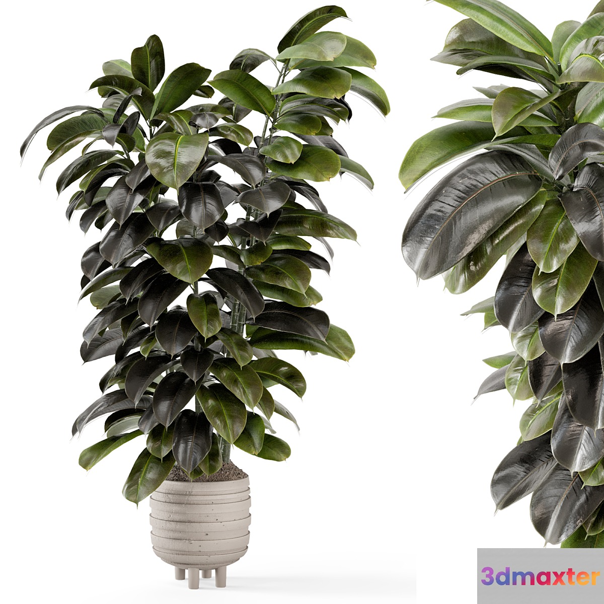 Indoor Plants In Concrete Pots - Set 953 3D Max