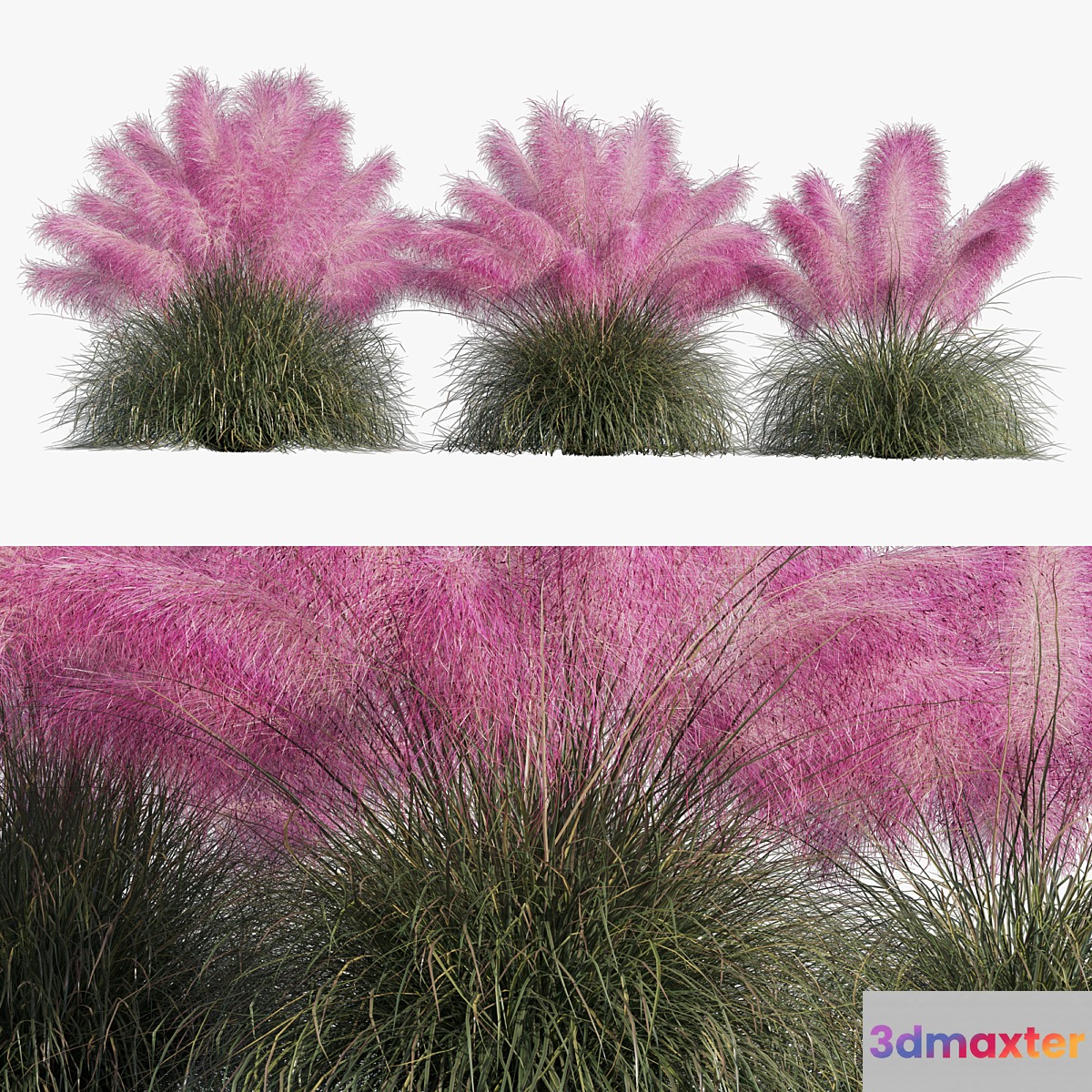 Muhlenbergia Capillaris - Pink Muhly Grass