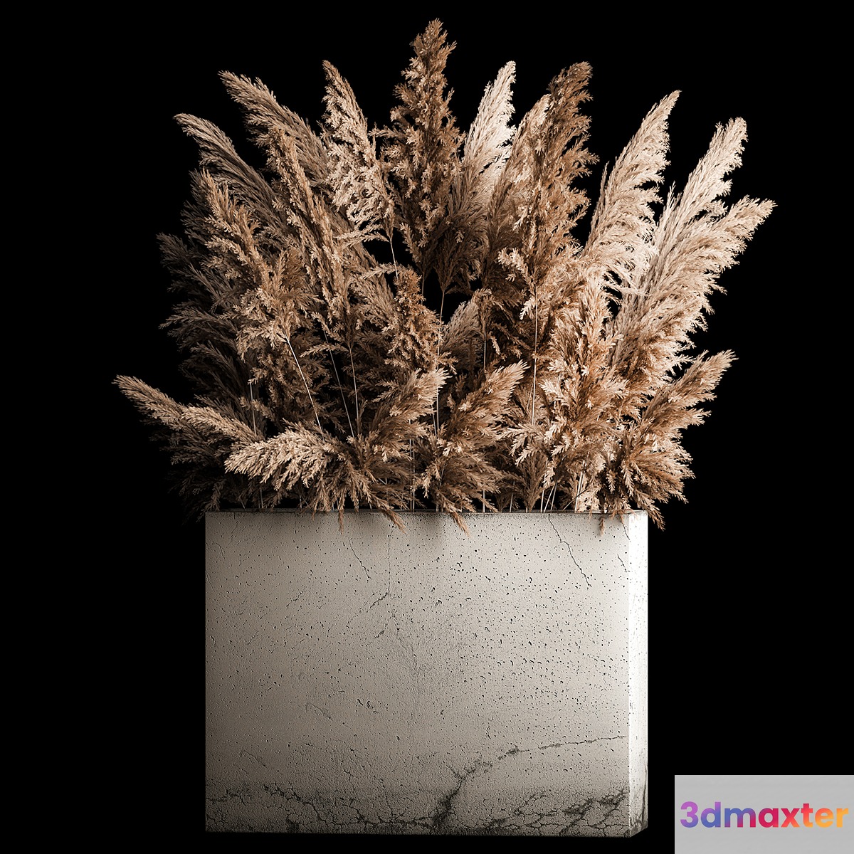 Dried flower bouquet of pampas from dry reeds in a concrete vase of pampas grass Cortaderia. 268. - No.2