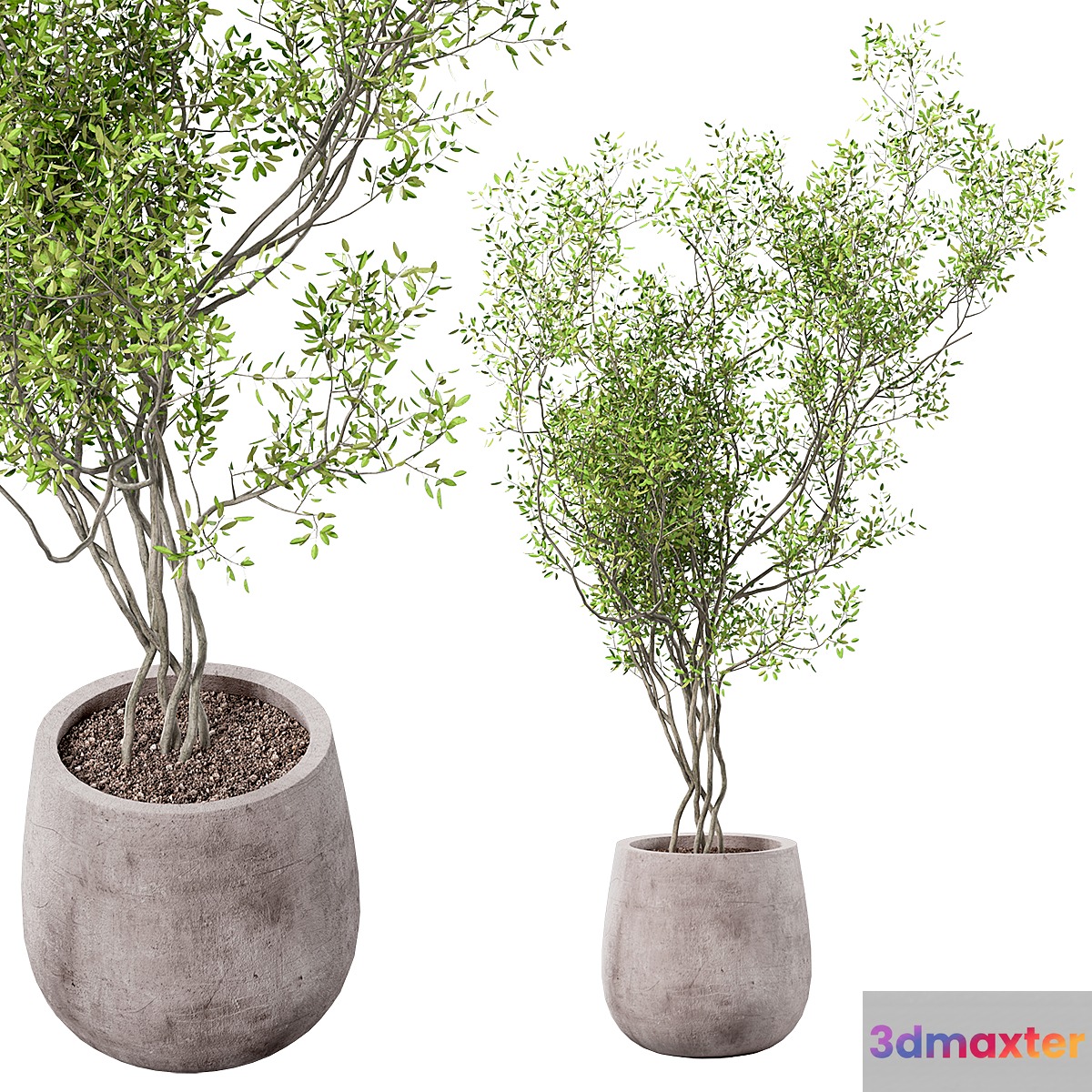 outdoor plant 3D Max