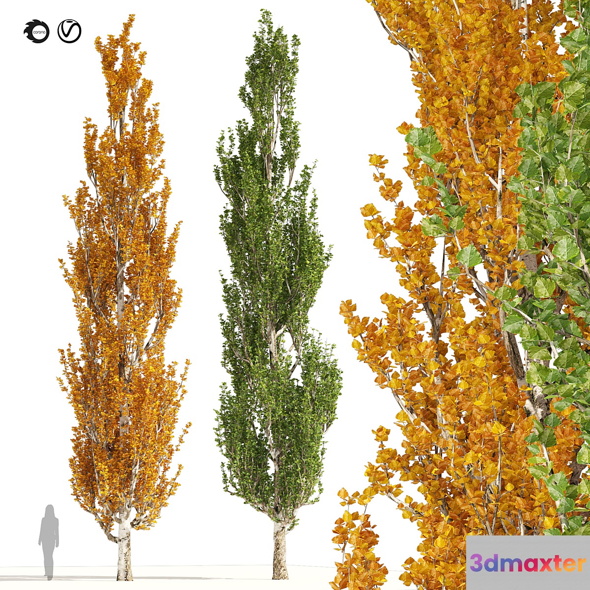 Summer and Autumn Lombardy poplar trees 3D Max