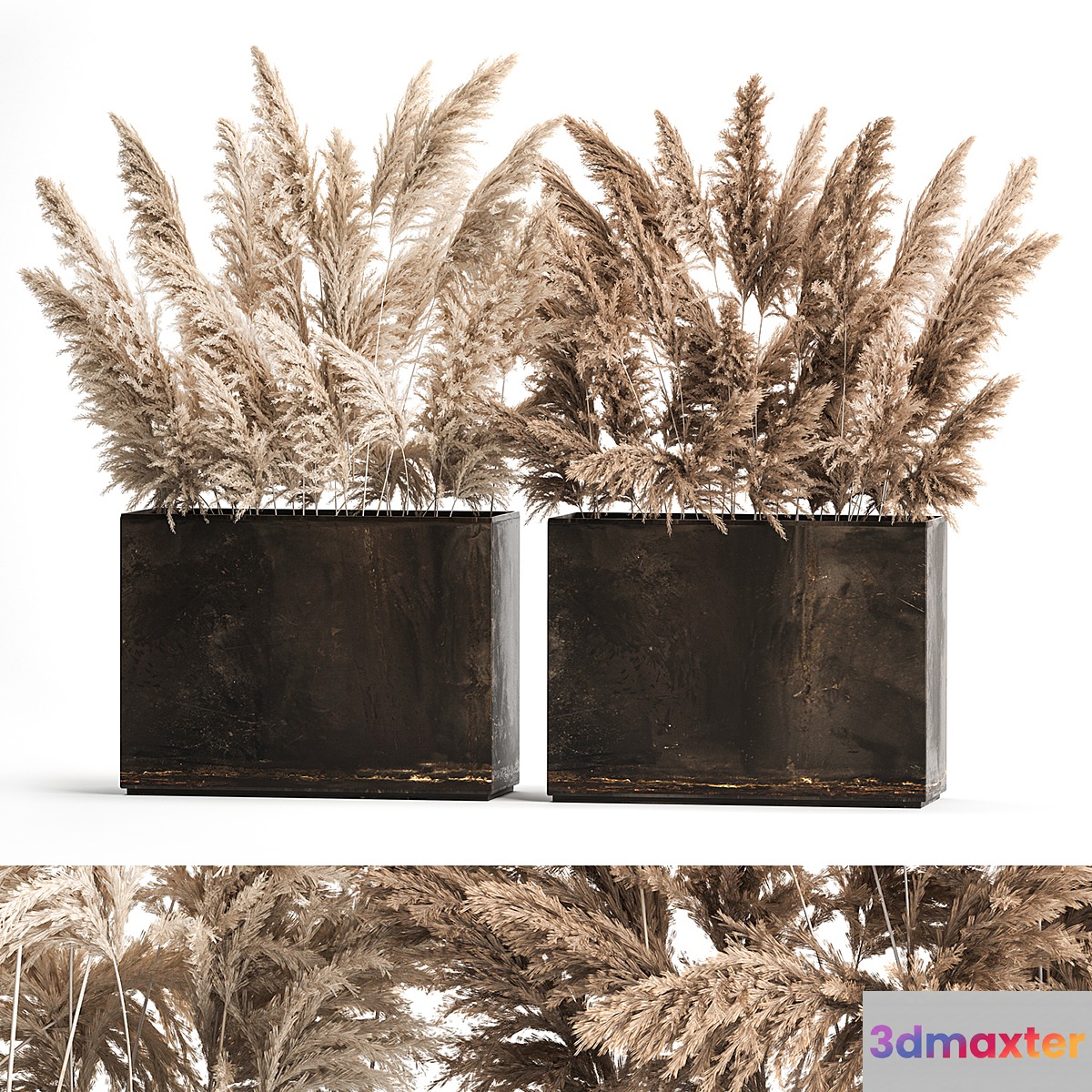 Dried flower bouquet of dried reeds in a rusty metal pot from pampas grass Cortaderia. 273.