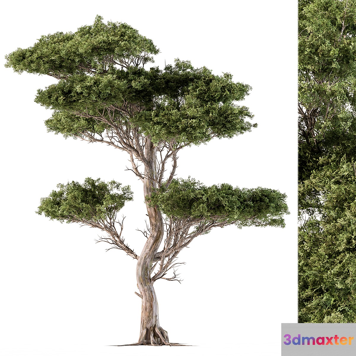 Tree Needle Acacia - Set 102 - No.2
