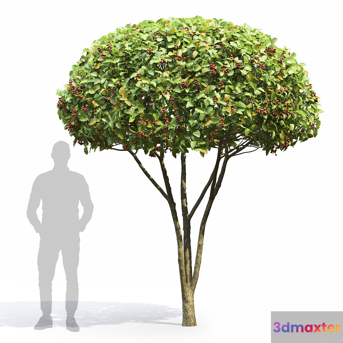 Crataegus