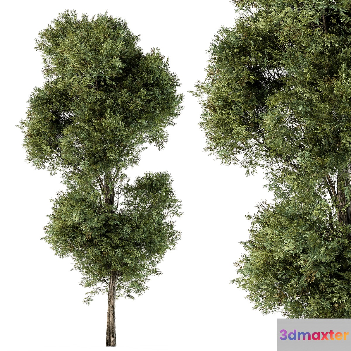 Tree Green Maple - Set 98