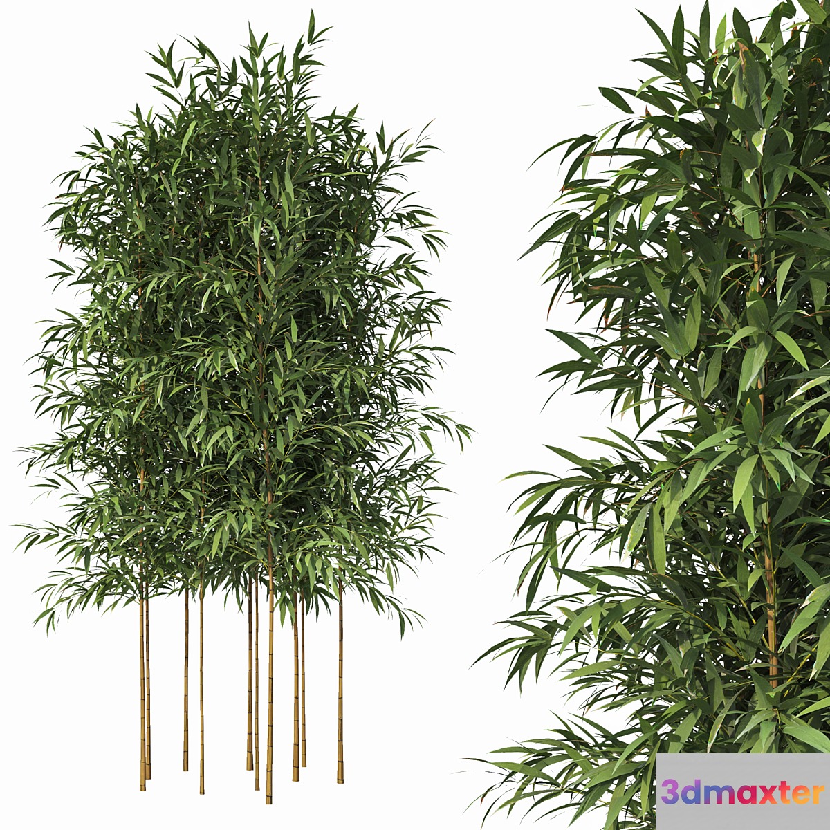 Bamboo 10 Models