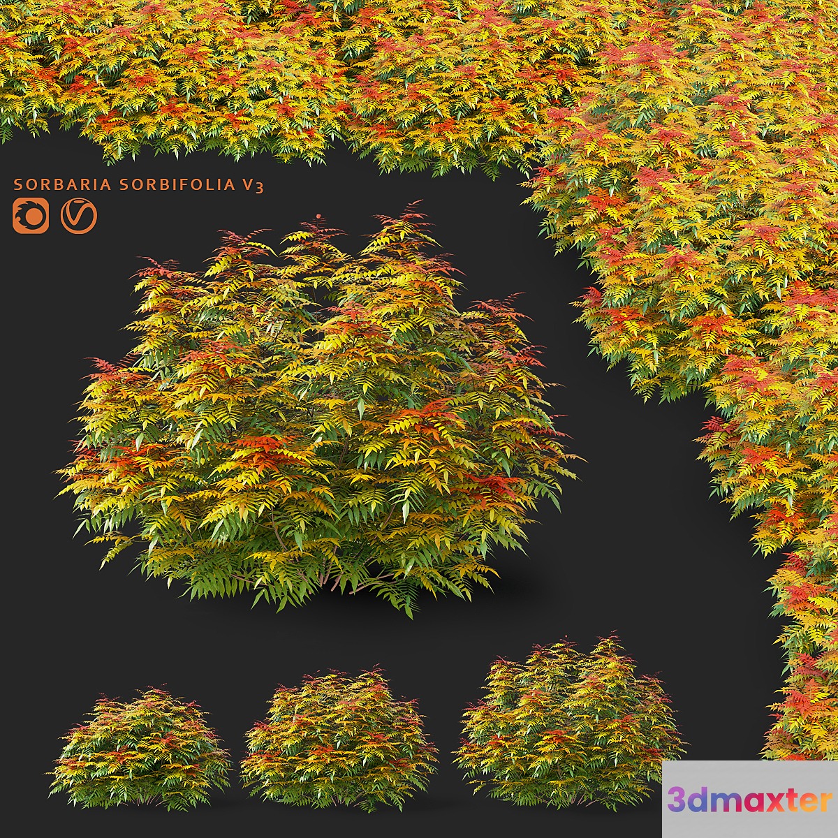 Fieldfare bushes | Sorbaria sorbifolia v3 3D Max