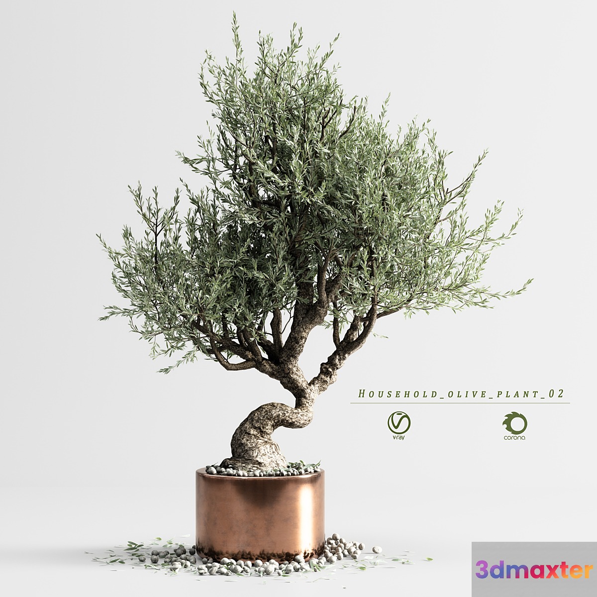 household olive plant 02