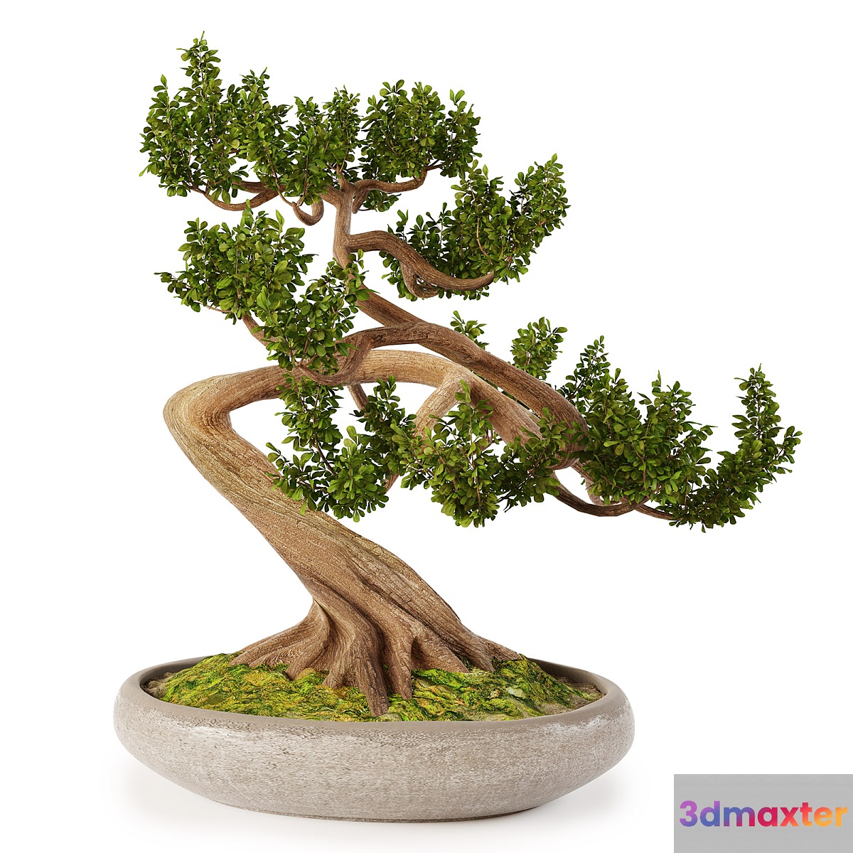 Bonsai w01 3D Max