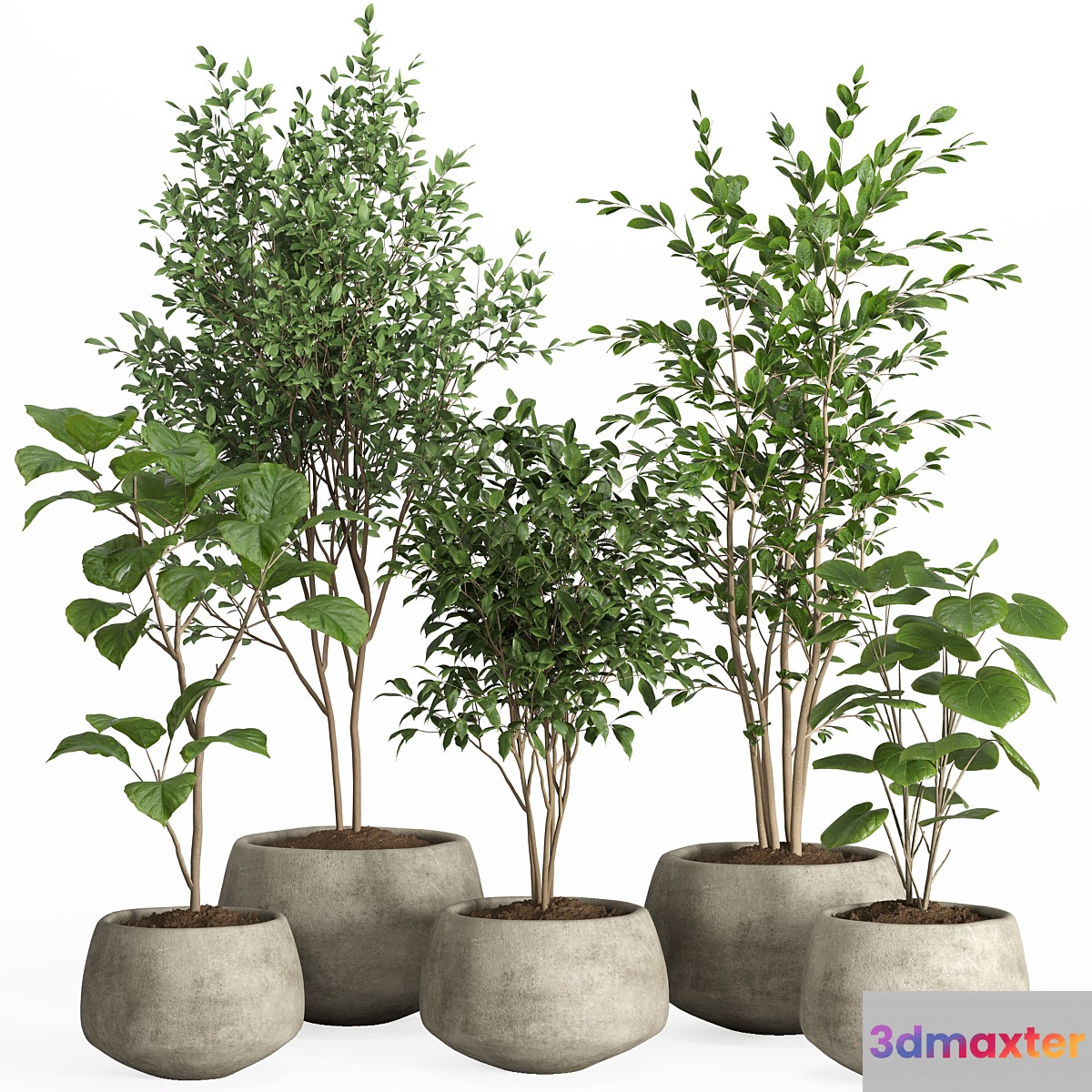 indoor plants in concrete pot-set 32