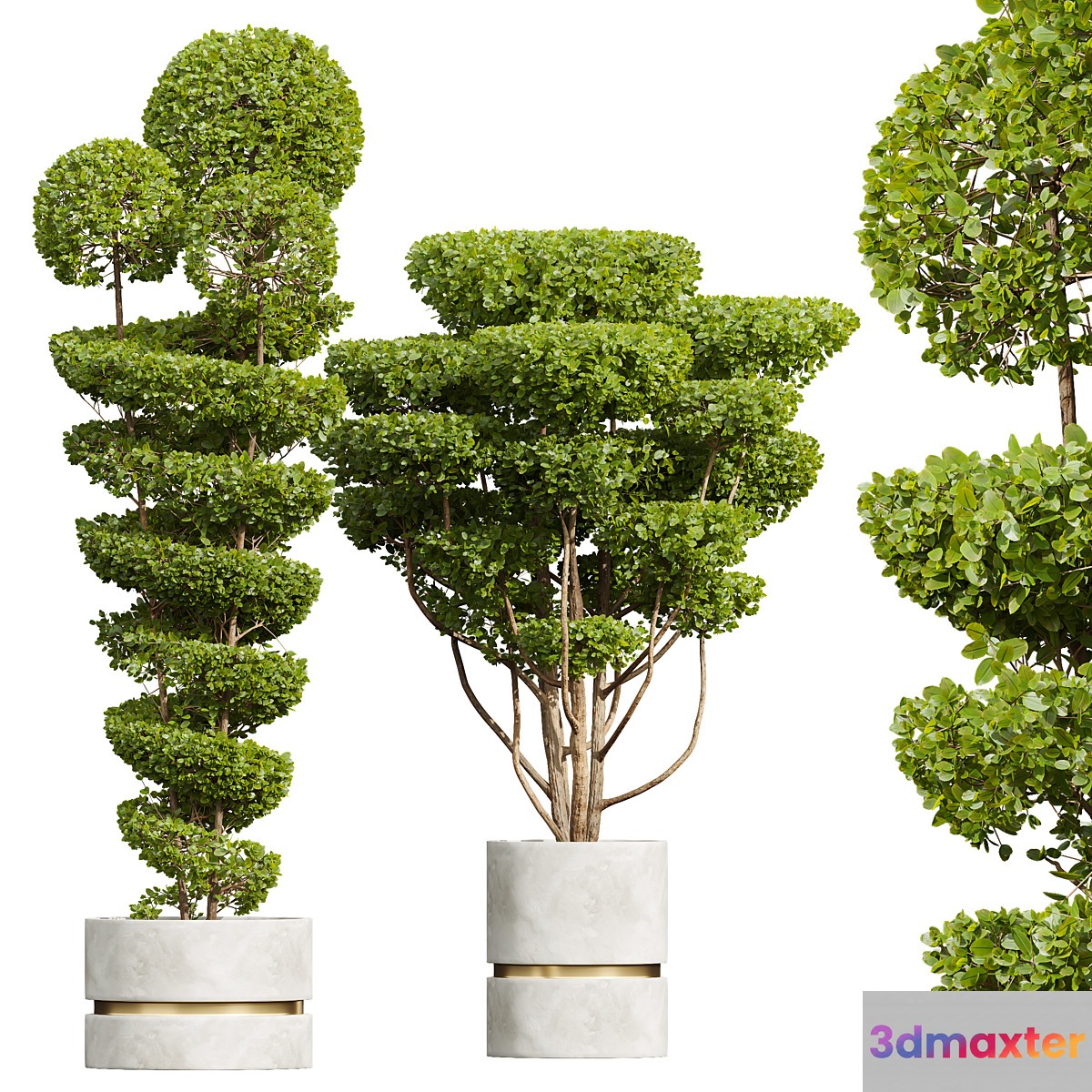 New Plant Ficus Concinna Bonsai Pruned Pot