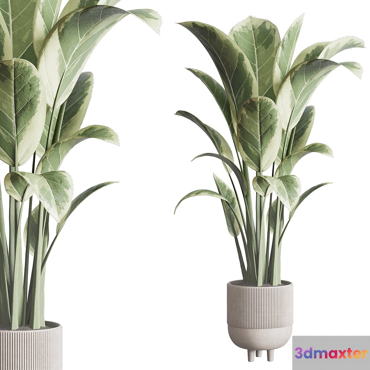 ficus elastica pot Indoor outdoor plant 296 concrete dirt vase