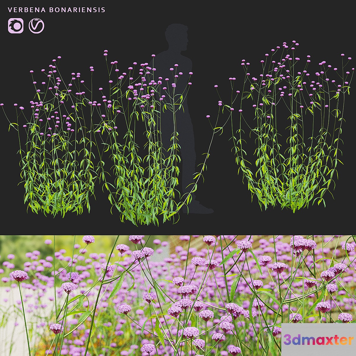 Verbena bonar flowers | Verbena bonariensis 3D Max