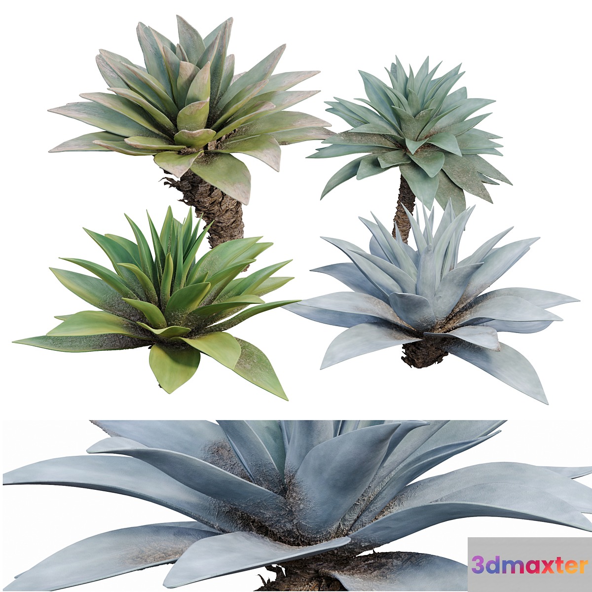 Agave 03 - No.3