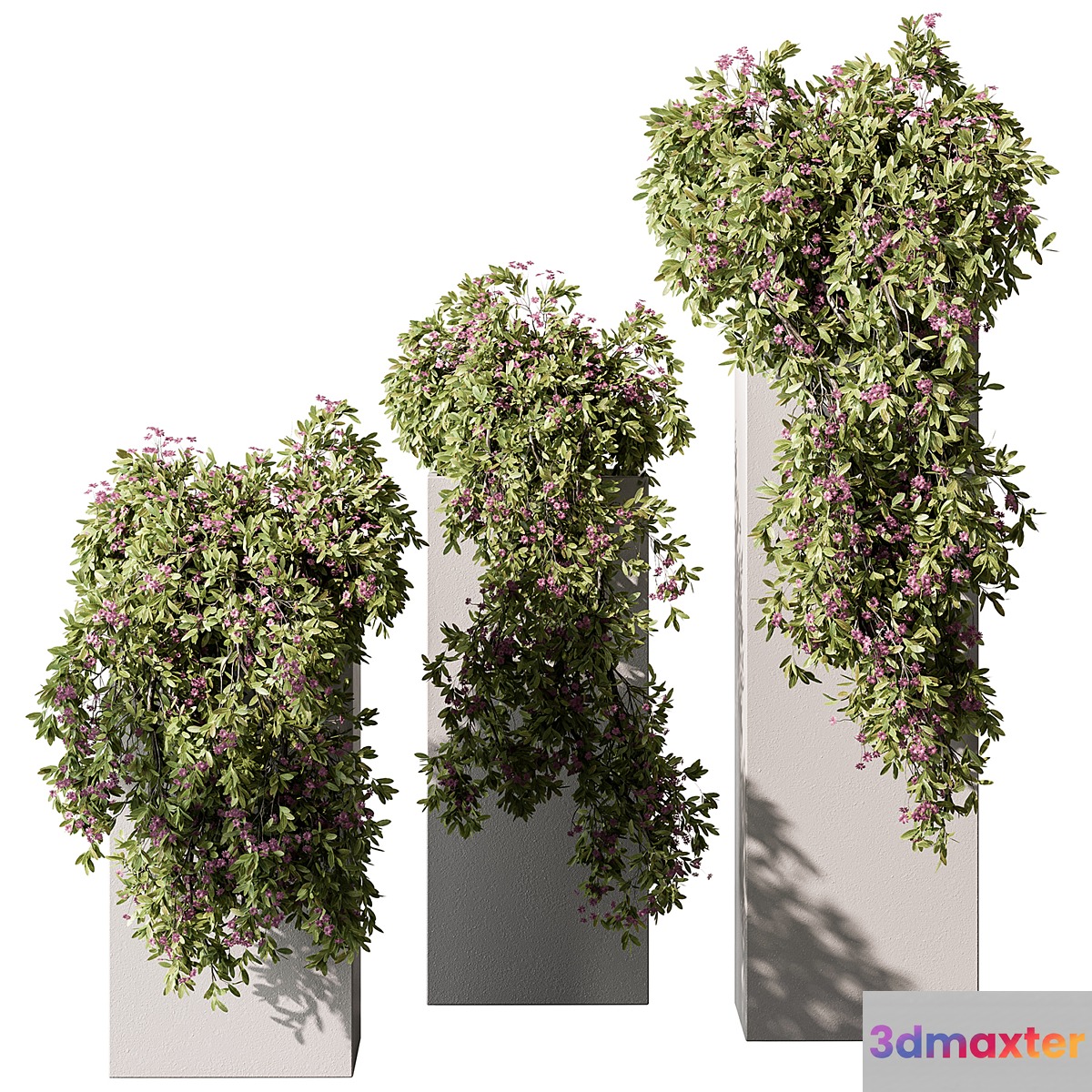 Hanging Plant in Box - Outdoor Plants 454 - No.2